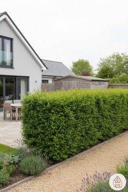 Ligustrum vulgare 'Atrovirens' 125-150 cm