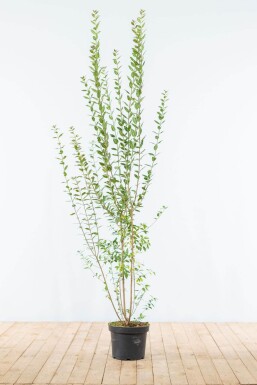 Ligustrum vulgare 'Atrovirens' 150-175 cm