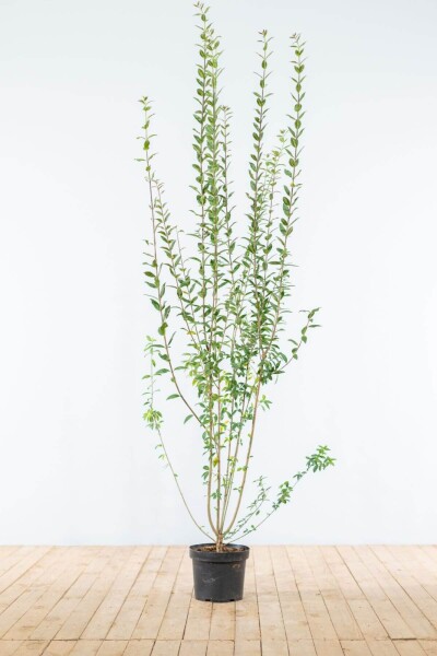 Ligustrum vulgare 'Atrovirens' 175-200 cm