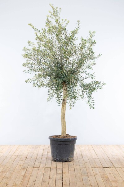 Olea europaea 150-175 cm