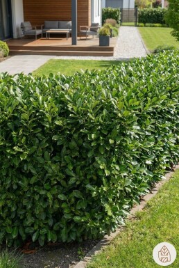 Prunus laurocerasus 'Genolia' 80-100 cm - Potte