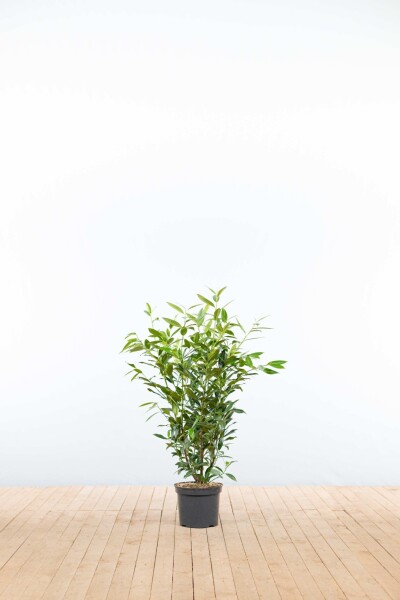Prunus laurocerasus 'Herbergii' 80-100 cm - Potte