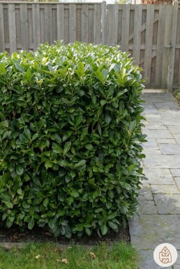 Prunus laurocerasus 'Otto Luyken' 20-30 cm - Kruka