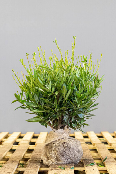 Prunus laurocerasus 'Otto Luyken' 30-40 cm - Kruka