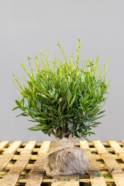 Prunus laurocerasus 'Otto Luyken' 30-40 cm - Kruka