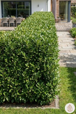 Laurier-palme / Prunus Laurocerasus Rotundifolia 60-80 cm - Pot