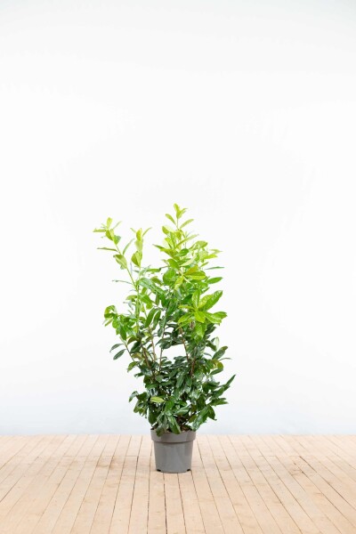 Kirschlorbeer / Prunus Laurocerasus Rotundifolia 100-125 cm - Topf