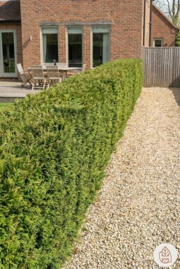 Thuja Plicata Atrovirens 175-200 cm - Pot