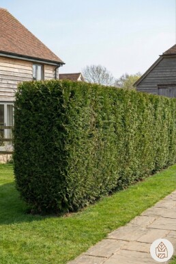 Thuja plicata 'Martin' 80-100 cm - Potte