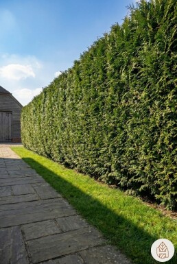 Thuja plicata 'Martin' 150-175 cm - Potte