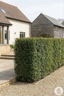 Osmanthe / Osmanthus Burkwoodii 40-60 cm - Pot