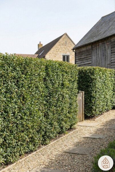 Duftblüte / Osmanthus Burkwoodii 60-80 cm - Topf