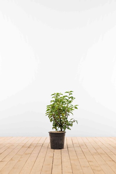 Portugiesischer Kirschlorbeer / Prunus Lusitanica Angustifolia 60-80 cm - Topf