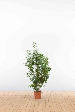 Prunus lusitanica 'Angustifolia' 100-125 cm - Kruka