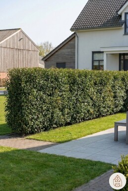 Prunus lusitanica 'Angustifolia' 100-125 cm - Kruka