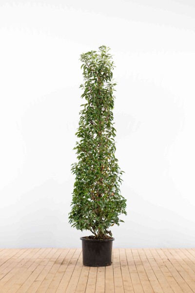 Portugiesischer Kirschlorbeer / Prunus Lusitanica Angustifolia 150-175cm Topf Topf