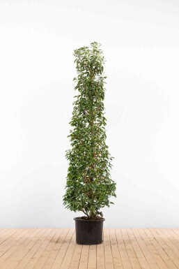 Prunus lusitanica 'Angustifolia' 150-175 cm - Kruka