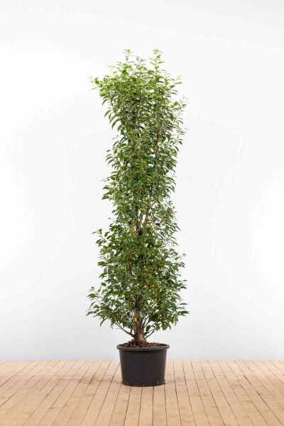 Portugiesischer Kirschlorbeer / Prunus Lusitanica Angustifolia 175-200cm Topf Topf