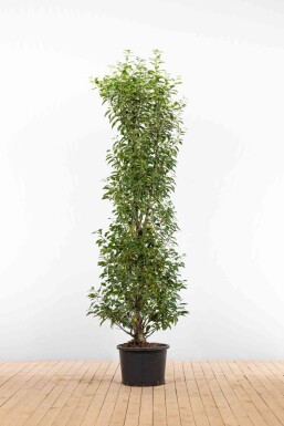 Portugiesischer Kirschlorbeer / Prunus Lusitanica Angustifolia 175-200cm Topf Topf