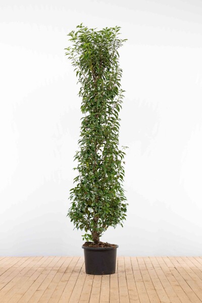 Portugiesischer Kirschlorbeer / Prunus Lusitanica Angustifolia 200-225 cm - Topf