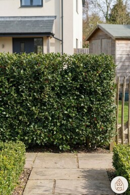 Ilex aquifolium 60-80 cm - Kruka