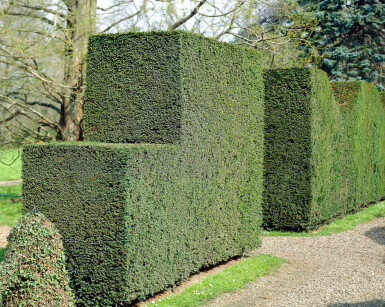 Taxus baccata 60-80 cm - Kruka