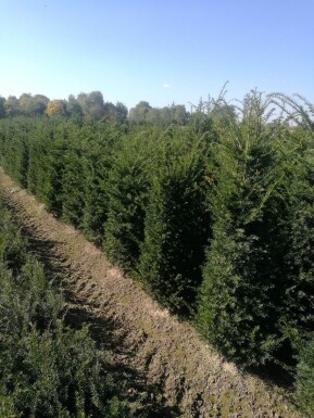 Taxus baccata 60-80 cm - Kruka
