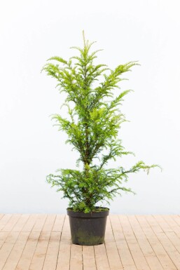 Taxus baccata 100-120 cm - Kruka