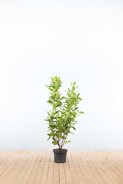 Prunus laurocerasus 'Caucasica' 100-125 cm - Potte
