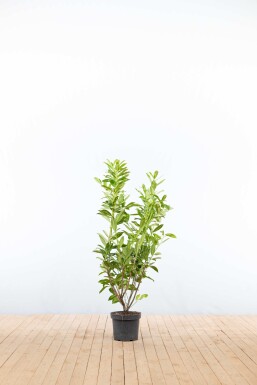 Prunus laurocerasus 'Caucasica' 100-125 cm - Potte