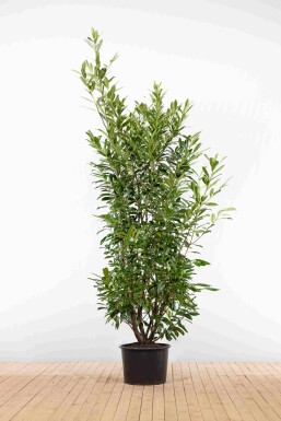 Prunus laurocerasus 'Caucasica' 200-225 cm - Potte