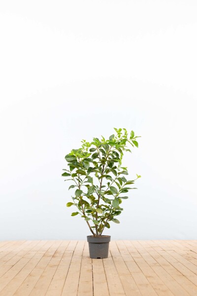 Laurier-cerise / Prunus Laurocerasus Etna 80-100 cm - Pot