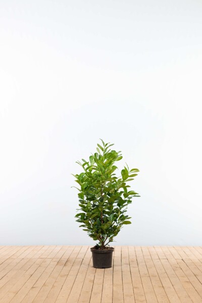 Laurier-cerise / Prunus Laurocerasus Etna 100-125 cm - Pot
