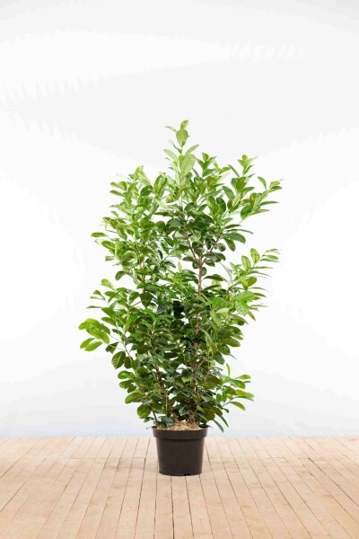 Laurier-cerise / Prunus Laurocerasus Etna 125-150 cm - Pot