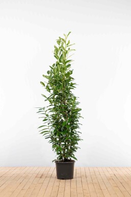 Laurierkers / Prunus Laurocerasus Genolia 175-200 cm - Pot