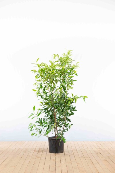 Prunus laurocerasus 'Herbergii' 125-150 cm - Potte