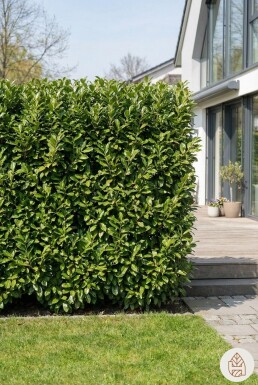 Kirschlorbeer / Prunus Laurocerasus Novita 80-100 cm - Topf