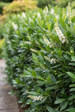 Kirschlorbeer / Prunus Laurocerasus Otto Luyken 50-60 cm - Topf