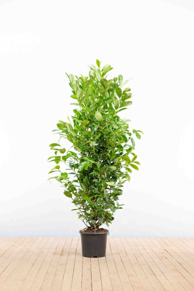 Kirschlorbeer / Prunus Laurocerasus Rotundifolia 150-175 cm - Topf