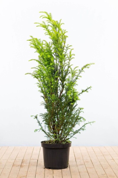 Eiben / Taxus Baccata 120-140 cm - Topf