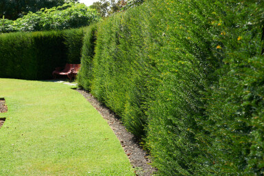 Eiben / Taxus Baccata 140-160 cm - Topf