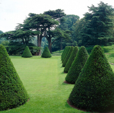 Eiben / Taxus Baccata 140-160 cm - Topf