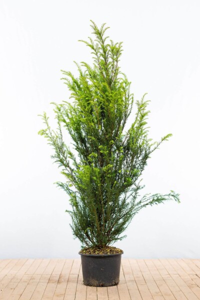 Eiben / Taxus Baccata 140-160 cm - Topf