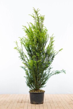 Eiben / Taxus Baccata 140-160 cm - Topf