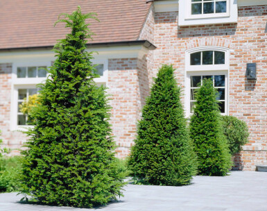 Eiben / Taxus Baccata 160-180 cm - Topf