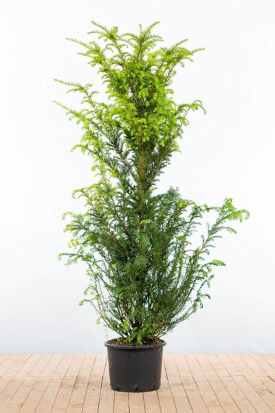 Eiben / Taxus Baccata 160-180 cm - Topf