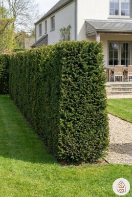 Eiben / Taxus Baccata 200-225 cm - Topf