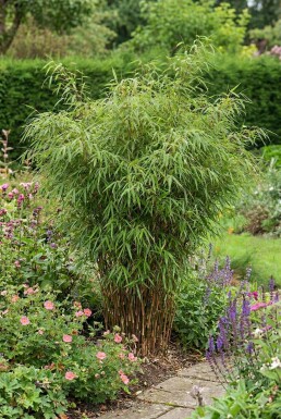 Bamboe / Fargesia Rufa 150-175 cm - Pot
