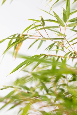 Bamboe / Fargesia Rufa 150-175 cm - Pot