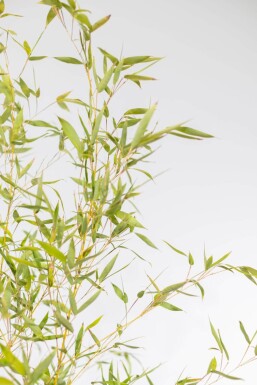 Goldrohrbambus / Phyllostachys Aurea 250-275 cm - Topf